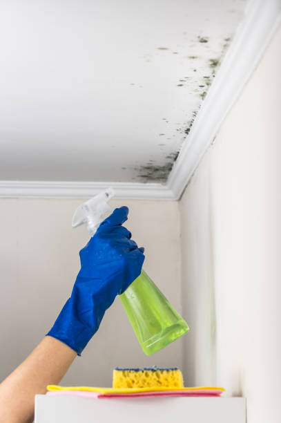 Trusted Waterville, ME Mold Remediation Experts